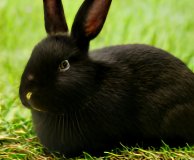 Black rabbit2